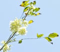 Gliricidia maculata, hoa ÃâÃ¡Â»â mai, Viet Nam, ba ria
